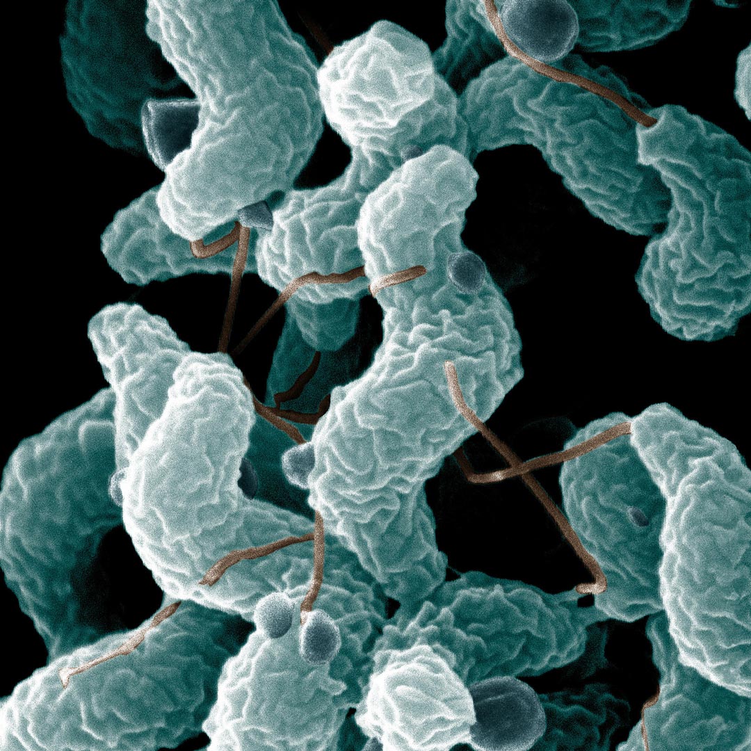 ARS Campylobacter